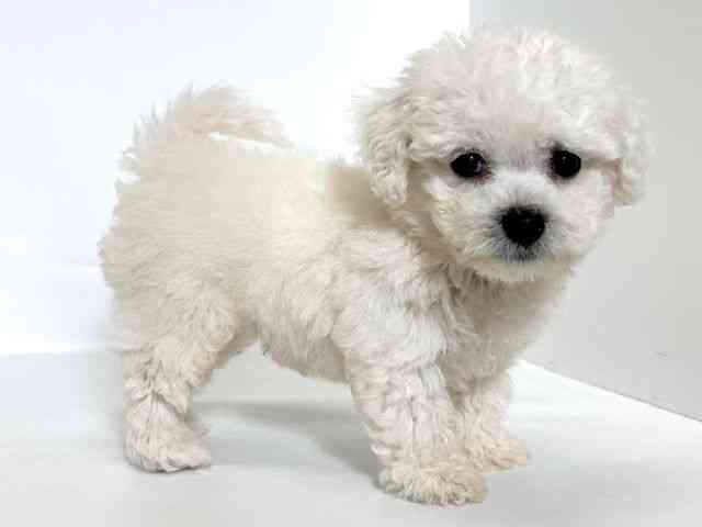 大阪府のビションフリーゼ (ひごペットフレンドリーアクロスプラザ住之江店/2025年10月8日生まれ/男の子/ホワイト)の子犬の3枚目の画像