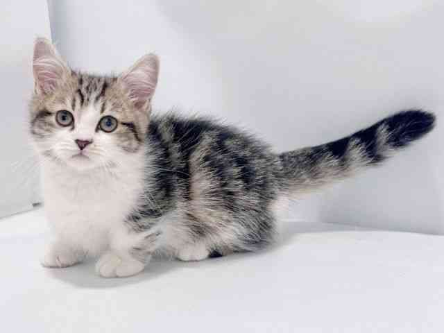 大阪府のミヌエット (ひごペットフレンドリーイズミヤショッピングセンター千里丘店/2025年9月28日生まれ/男の子/ブラウンタビーホワイト)の子猫の3枚目の画像