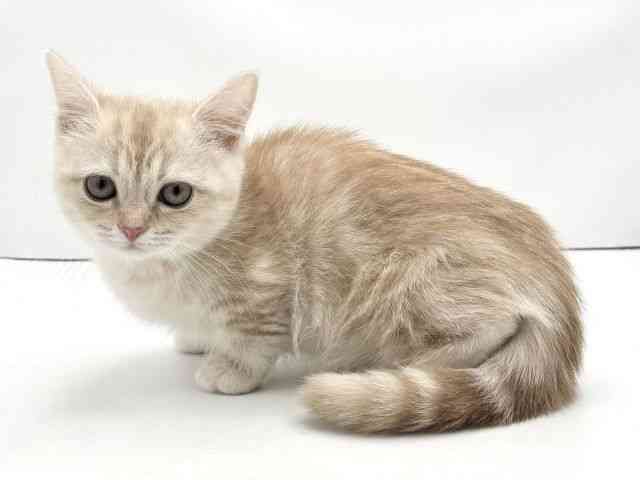 兵庫県のミヌエット (ひごペットフレンドリークラウンパーク伊丹店/2025年9月28日生まれ/男の子/クリームタビー)の子猫の3枚目の画像