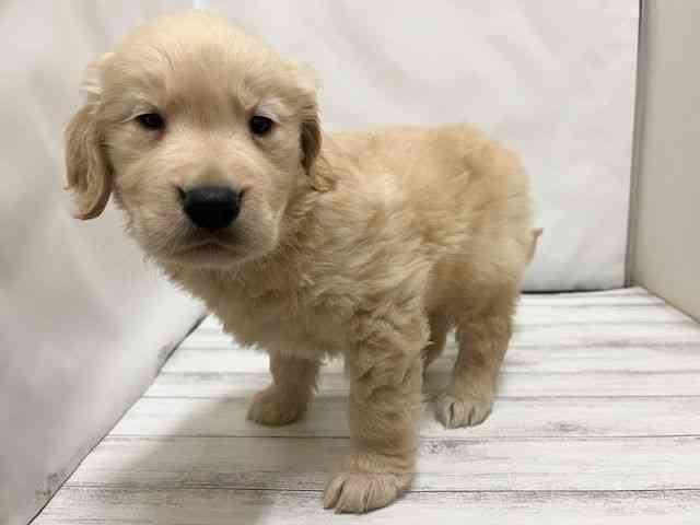 和歌山県のゴールデンレトリバー (ひごペットフレンドリーパームシティ和歌山店/2025年10月11日生まれ/男の子/ゴールデン)の子犬の3枚目の画像