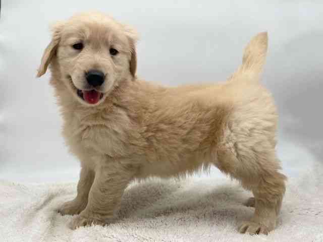 島根県のゴールデンレトリバー (ひごペットフレンドリーイオンモール出雲店/2025年10月11日生まれ/女の子/ゴールデン)の子犬の3枚目の画像