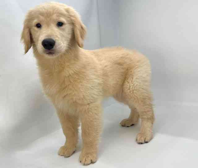 島根県のゴールデンレトリバー (ひごペットフレンドリーイオンモール出雲店/2025年10月11日生まれ/女の子/ゴールデン)の子犬の3枚目の画像