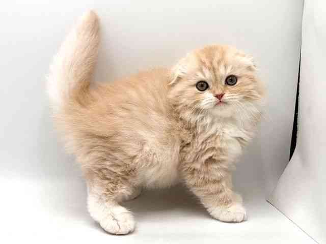 奈良県のスコティッシュフォールド (ひごペットフレンドリー田原本店/2025年10月12日生まれ/男の子/クリームタビーホワイト)の子猫の3枚目の画像