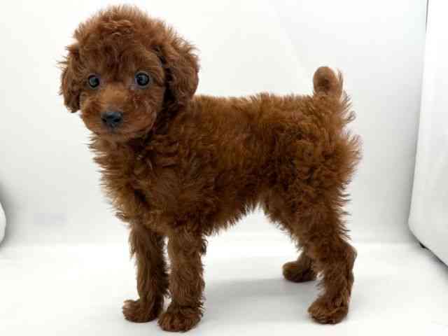 京都府のトイプードル(トイ) (ひごペットフレンドリー京都店/2025年10月11日生まれ/男の子/レッド)の子犬の3枚目の画像