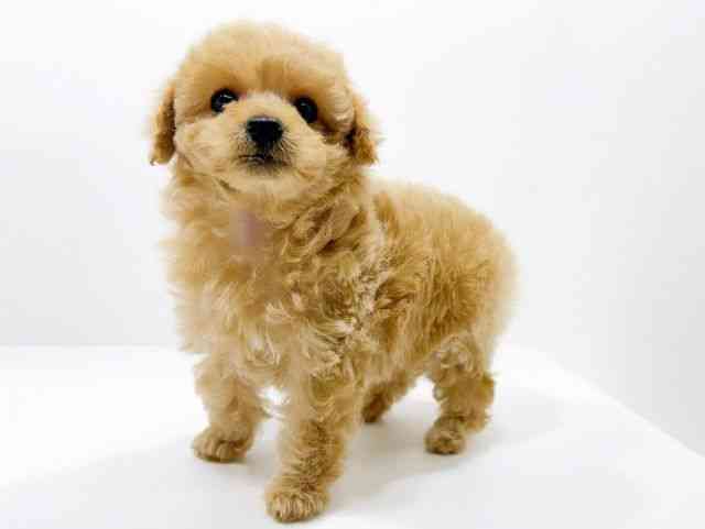 広島県のトイプードル(トイ) (ひごペットフレンドリーフジグラン神辺店/2025年10月4日生まれ/女の子/アプリコット)の子犬の3枚目の画像