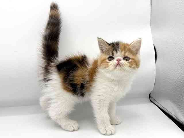 大阪府のエキゾチック (ひごペットフレンドリーららぽーとEXPOCITY店/2025年10月11日生まれ/女の子/キャリコ)の子猫の3枚目の画像