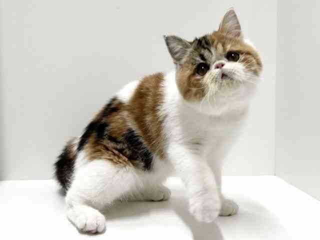 愛知県のエキゾチック (ひごペットフレンドリーららぽーと名古屋みなとアクルス店/2025年10月11日生まれ/女の子/キャリコ)の子猫の3枚目の画像