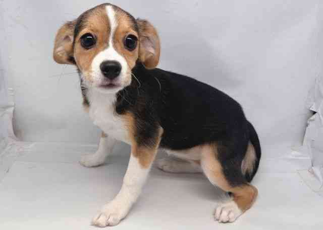 鳥取県のハーフ犬・ミックス犬 (ひごペットフレンドリーイオンモール鳥取北店/2025年10月7日生まれ/女の子/ブラックタンホワイト)の子犬の3枚目の画像