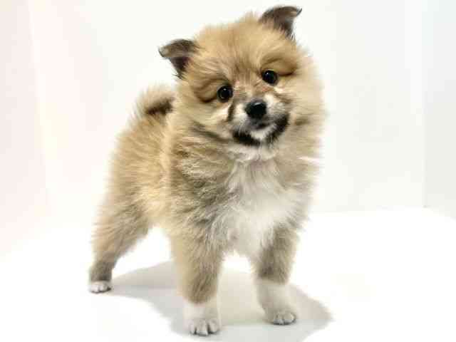 大阪府のハーフ犬・ミックス犬 (ひごペットフレンドリーイオン高槻店/2025年10月8日生まれ/男の子/セーブルホワイト)の子犬の3枚目の画像