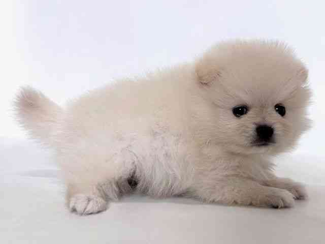 大阪府のポメラニアン (ひごペットフレンドリーアクロスプラザ住之江店/2025年10月11日生まれ/男の子/クリーム)の子犬の3枚目の画像