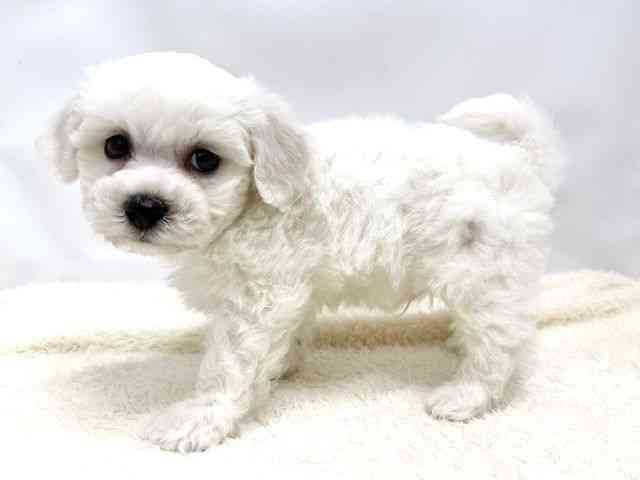 広島県のビションフリーゼ (ひごペットフレンドリーゆめタウン廿日市店/2025年10月10日生まれ/男の子/ホワイト)の子犬の3枚目の画像