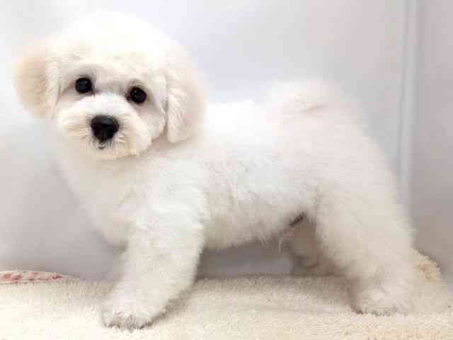 広島県のビションフリーゼ (ひごペットフレンドリーゆめタウン廿日市店/2025年10月10日生まれ/男の子/ホワイト)の子犬の3枚目の画像