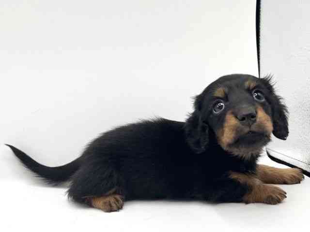 京都府のミニチュアダックスフンド(ロング) (ひごペットフレンドリーイオンモール高の原店/2025年10月10日生まれ/女の子/ブラックタン)の子犬の3枚目の画像