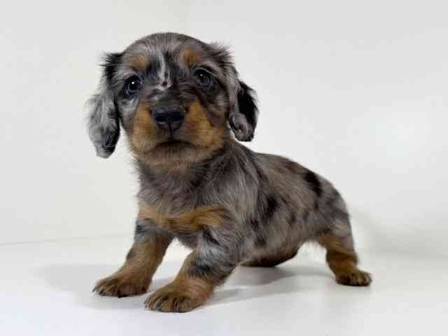 兵庫県のミニチュアダックスフンド(ロング) (ひごペットフレンドリーイトーヨーカドー明石店/2025年10月10日生まれ/女の子/シルバーダップル)の子犬の3枚目の画像