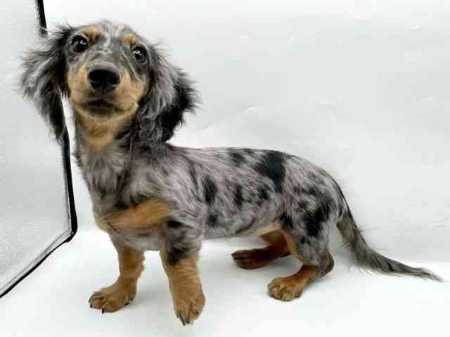 奈良県のミニチュアダックスフンド(ロング) (ひごペットフレンドリートナリエ大和高田店/2025年10月10日生まれ/女の子/シルバーダップル)の子犬の3枚目の画像