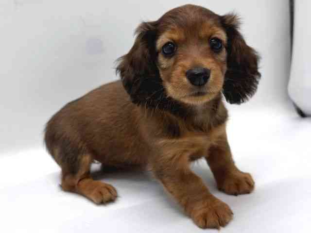 京都府のカニンヘンダックスフンド(ロング) (ひごペットフレンドリー京都店/2025年10月11日生まれ/女の子/レッド)の子犬の3枚目の画像