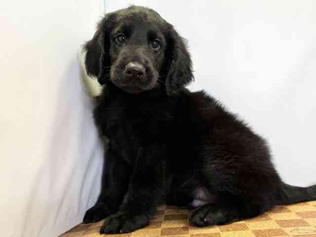 愛媛県のフラットコーテッドレトリーバー (ひごペットフレンドリーエミフルMASAKI店/2025年10月9日生まれ/男の子/ブラック)の子犬の3枚目の画像