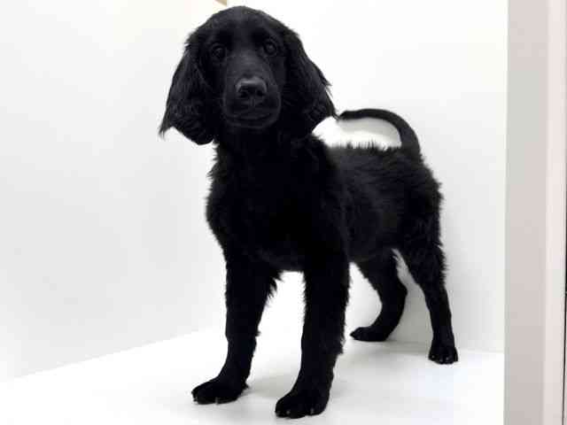 大阪府のフラットコーテッドレトリーバー (ひごペットフレンドリーくずはモール店/2025年10月9日生まれ/女の子/ブラック)の子犬の3枚目の画像