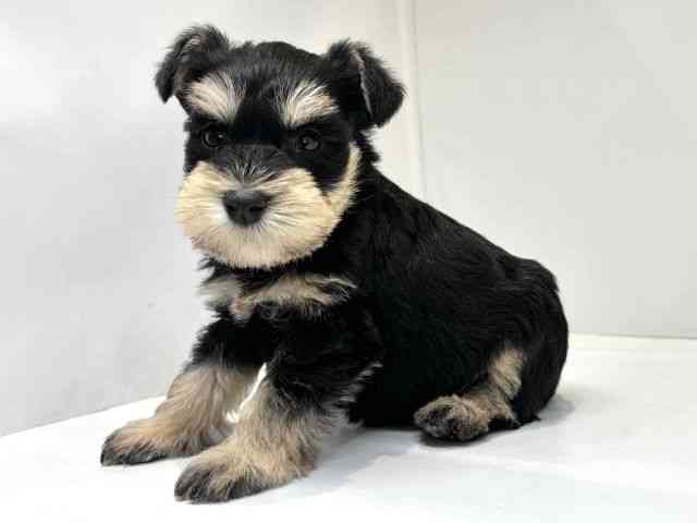 大阪府のミニチュアシュナウザー (ひごペットフレンドリーセブンパーク天美店/2025年10月11日生まれ/男の子/ブラックシルバー)の子犬の3枚目の画像