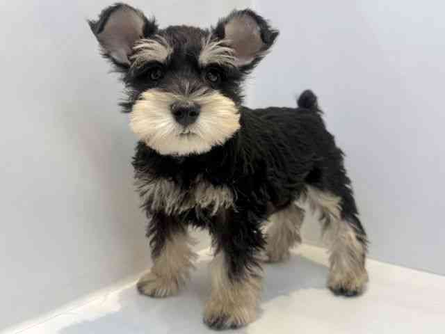 大阪府のミニチュアシュナウザー (ひごペットフレンドリーセブンパーク天美店/2025年10月11日生まれ/男の子/ブラックシルバー)の子犬の3枚目の画像