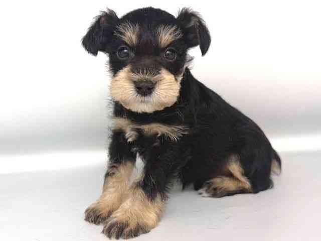 大阪府のミニチュアシュナウザー (ひごペットフレンドリー岸和田店/2025年10月11日生まれ/男の子/ブラックシルバー)の子犬の3枚目の画像