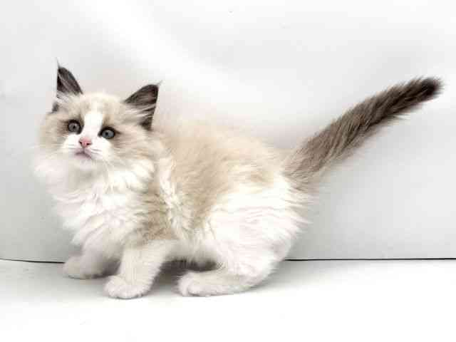 兵庫県のラグドール (ひごペットフレンドリークラウンパーク伊丹店/2025年10月10日生まれ/女の子/シールポイントバイカラー)の子猫の3枚目の画像