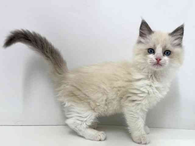 大阪府のラグドール (ひごペットフレンドリーベルファⅡ都島店/2025年10月10日生まれ/女の子/ブルーポイントバイカラー)の子猫の3枚目の画像