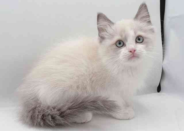 島根県のラグドール (ひごペットフレンドリーイオン松江ショッピングセンター店/2025年10月2日生まれ/女の子/ブルーポイントバイカラー)の子猫の3枚目の画像