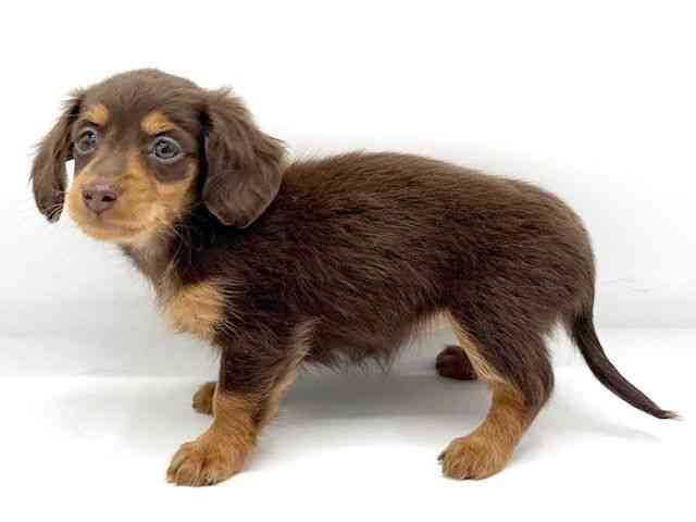 大阪府のカニンヘンダックスフンド(ロング) (ひごペットフレンドリーららぽーとEXPOCITY店/2025年10月12日生まれ/女の子/チョコレートタン)の子犬の3枚目の画像