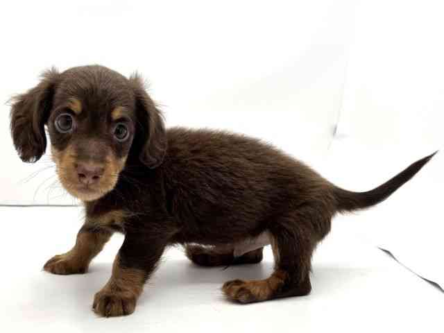 兵庫県のカニンヘンダックスフンド(ロング) (ひごペットフレンドリークラウンパーク伊丹店/2025年10月12日生まれ/男の子/チョコレートタン)の子犬の3枚目の画像