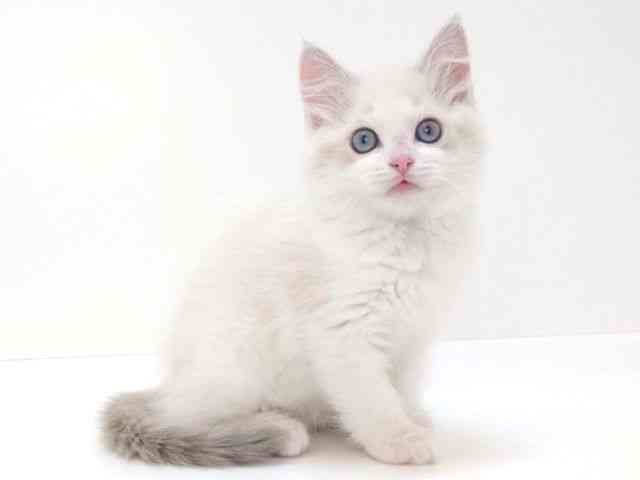 大阪府のラグドール (ひごペットフレンドリーいこらもーる泉佐野店/2025年10月11日生まれ/女の子/ブルーポイントバイカラー)の子猫の3枚目の画像