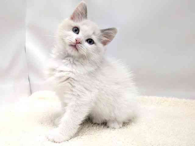広島県のラグドール (ひごペットフレンドリーゆめタウン廿日市店/2025年10月11日生まれ/女の子/ブルーポイントバイカラー)の子猫の3枚目の画像