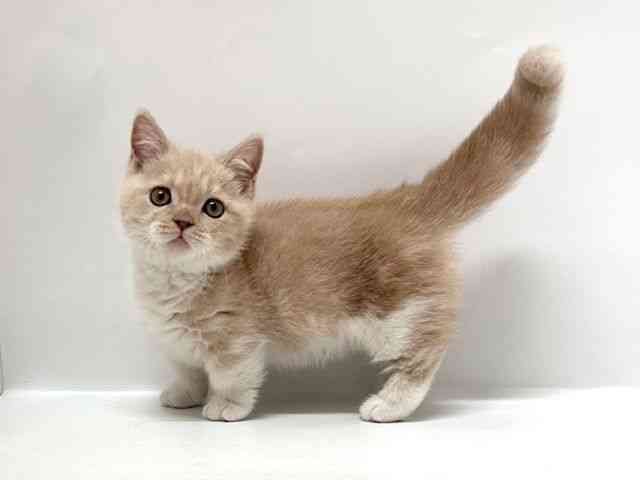 大阪府のマンチカン (ひごペットフレンドリーアクロスプラザ住之江店/2025年10月9日生まれ/男の子/クリームタビーホワイト)の子猫の3枚目の画像