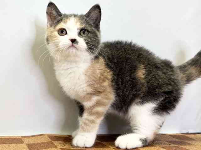 愛媛県のマンチカン (ひごペットフレンドリーエミフルMASAKI店/2025年10月9日生まれ/女の子/ダイリュートキャリコ)の子猫の3枚目の画像