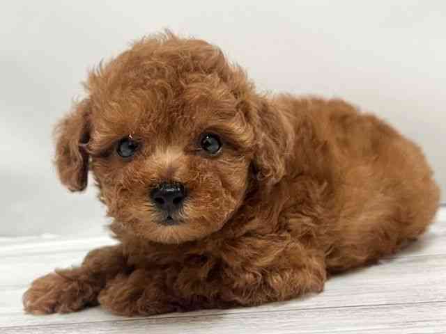 和歌山県のトイプードル(トイ) (ひごペットフレンドリーパームシティ和歌山店/2025年10月10日生まれ/男の子/レッド)の子犬の3枚目の画像