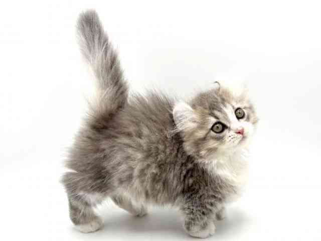 大阪府のキンカロー (ひごペットフレンドリーみのおキューズモール店/2025年10月10日生まれ/女の子/ブルータビーホワイト)の子猫の3枚目の画像