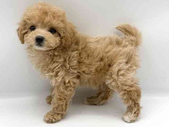 大阪府のビションプー(ビションフリーゼ×プードル) (ひごペットフレンドリーららぽーとEXPOCITY店/2025年10月11日生まれ/女の子/クリーム)の子犬の3枚目の画像