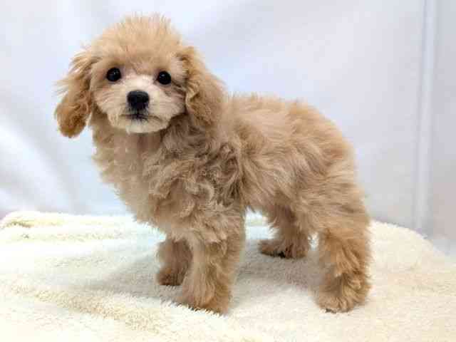 広島県のビションプー(ビションフリーゼ×プードル) (ひごペットフレンドリーゆめタウン廿日市店/2025年10月11日生まれ/女の子/クリーム)の子犬の3枚目の画像