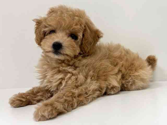 福岡県のビションプー(ビションフリーゼ×プードル) (ひごペットフレンドリーリバーウォーク北九州店/2025年10月11日生まれ/女の子/クリーム)の子犬の3枚目の画像