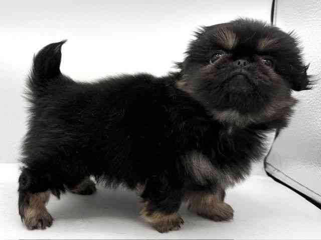 大阪府のペキニーズ (ひごペットフレンドリーららぽーとEXPOCITY店/2025年10月12日生まれ/男の子/ブラックタン)の子犬の3枚目の画像