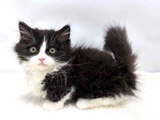 広島県のミヌエット (ひごペットフレンドリーゆめタウン廿日市店/2025年9月21日生まれ/男の子/ブラックホワイト)の子猫の3枚目の画像