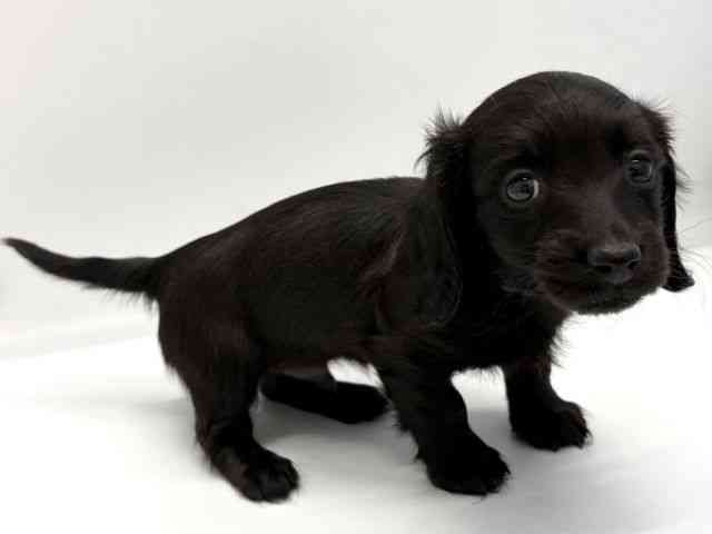 京都府のミニチュアダックスフンド(ロング) (ひごペットフレンドリー京都店/2025年10月12日生まれ/男の子/ブラック)の子犬の3枚目の画像