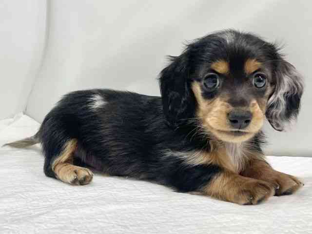 高知県のミニチュアダックスフンド(ロング) (ひごペットフレンドリーイオンモール高知店/2025年10月10日生まれ/男の子/シルバーダップル)の子犬の3枚目の画像