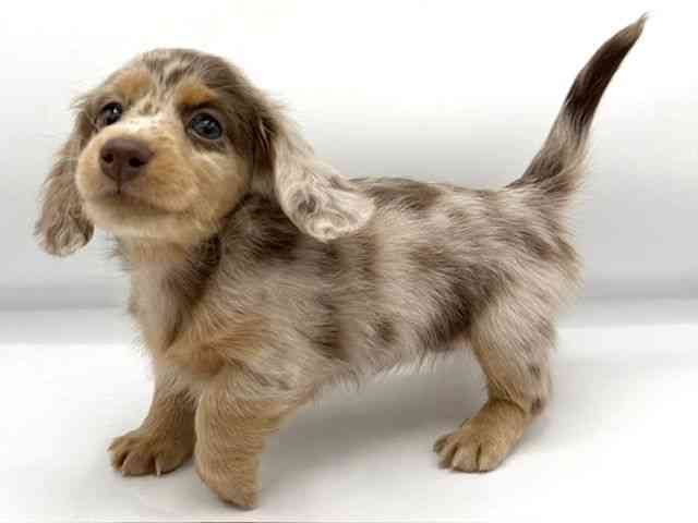 大阪府のミニチュアダックスフンド(ロング) (ひごペットフレンドリーららぽーとEXPOCITY店/2025年10月10日生まれ/女の子/チョコレートダップル)の子犬の3枚目の画像