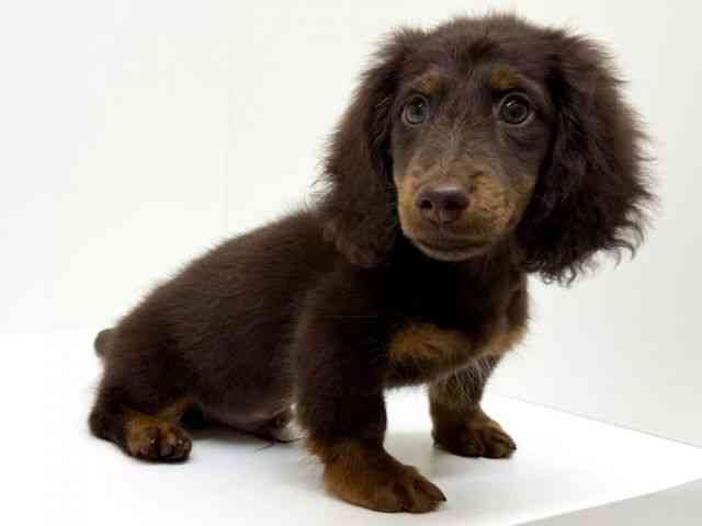 兵庫県のミニチュアダックスフンド(ロング) (ひごペットフレンドリーブルメールHAT神戸店/2025年10月11日生まれ/男の子/チョコレートタン)の子犬の3枚目の画像