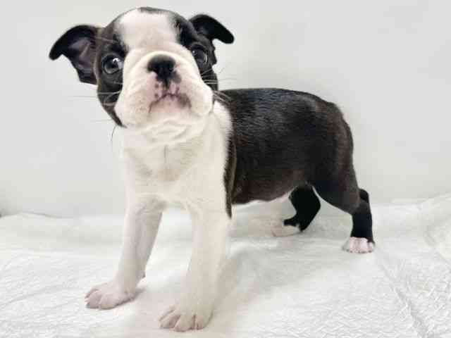 高知県のボストンテリア (ひごペットフレンドリーイオンモール高知店/2025年10月11日生まれ/男の子/ボストンカラー)の子犬の3枚目の画像