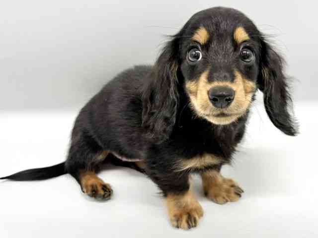 大阪府のミニチュアダックスフンド(ロング) (ひごペットフレンドリーイオンタウン豊中庄内店/2025年10月12日生まれ/女の子/ブラックタン)の子犬の3枚目の画像