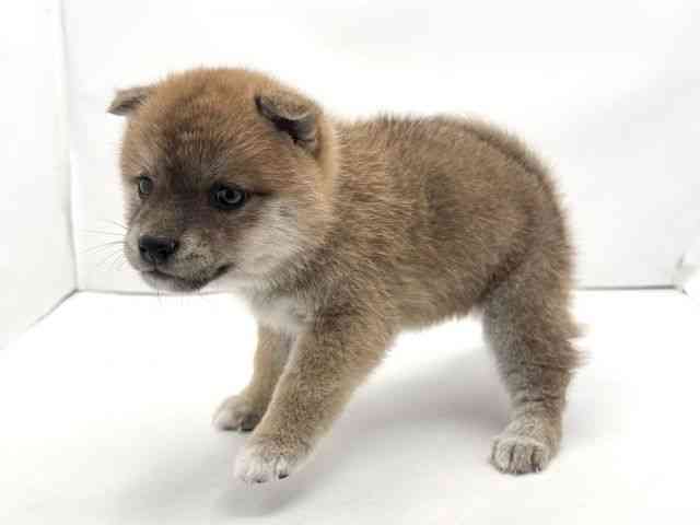 兵庫県の柴犬(標準サイズ) (ひごペットフレンドリークラウンパーク伊丹店/2025年10月11日生まれ/女の子/赤)の子犬の3枚目の画像