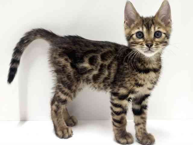 愛知県のベンガル (ひごペットフレンドリーららぽーと名古屋みなとアクルス店/2025年10月10日生まれ/男の子/ブラウンスポットタビー)の子猫の3枚目の画像