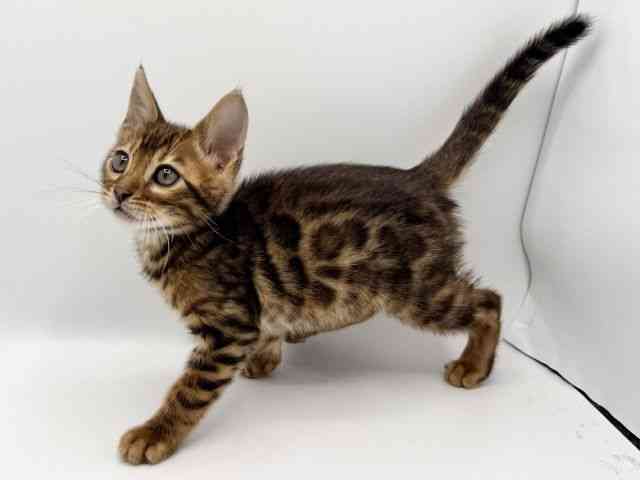 大阪府のベンガル (ひごペットフレンドリーみのおキューズモール店/2025年10月10日生まれ/男の子/ブラウンスポットタビー)の子猫の3枚目の画像